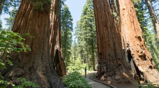 Photo of Redwood National and State Parks