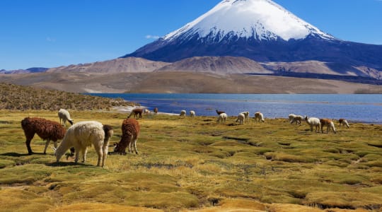 Photo of Lauca National Park