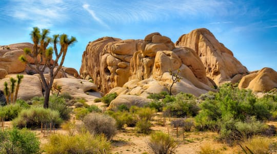 Photo of Joshua Tree National Park