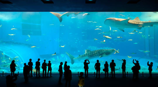 Photo of Okinawa Churaumi Aquarium