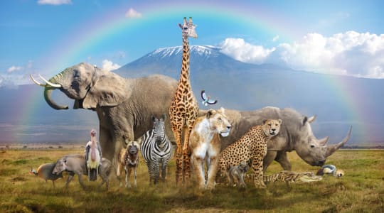 Photo of Cheetah's rock