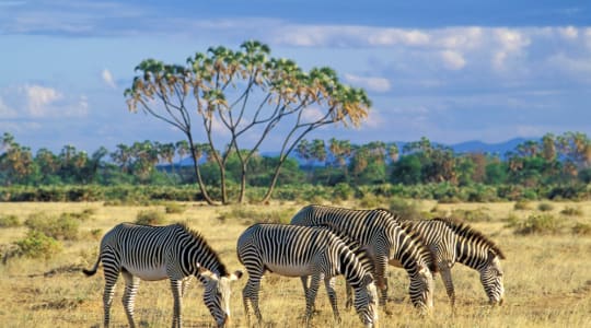 Photo of Samburu National Reserve