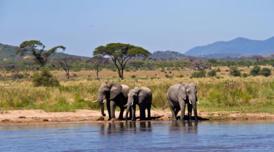 Photo of Ruaha National Park