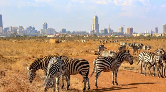 Photo of Nairobi National Park