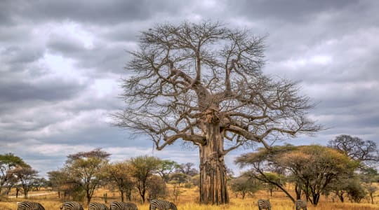 Photo of Tarangire National Park