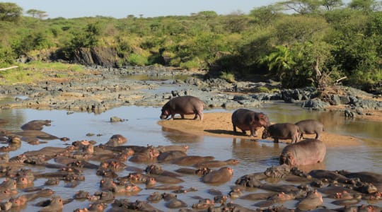 Photo of Serengeti Hippo Pool