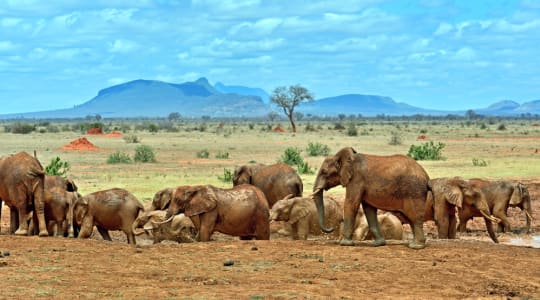 Photo of Tsavo East National Park