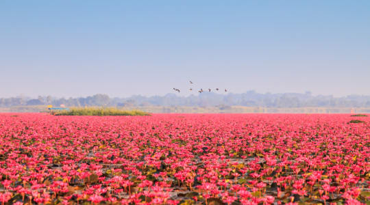 Photo of Red Lotus lake