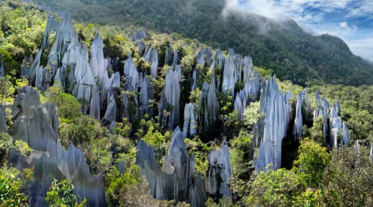 Photo of Pinnacles in Mulu