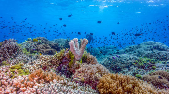 Photo of Tubbataha Reef