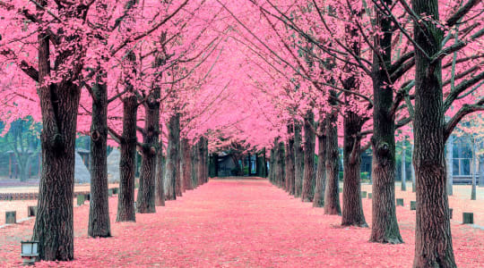 Photo of Nami Island