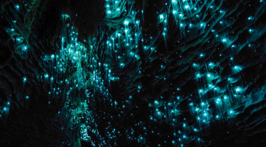 Photo of Waitomo Glowworm Caves