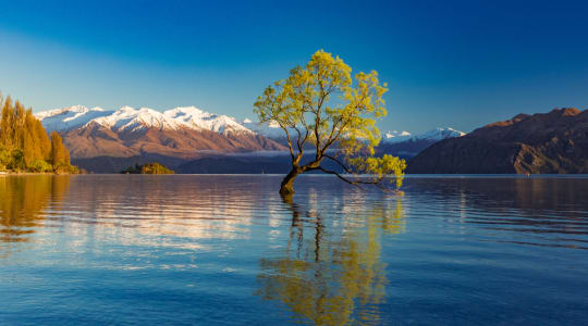 Photo of That Wanaka Tree