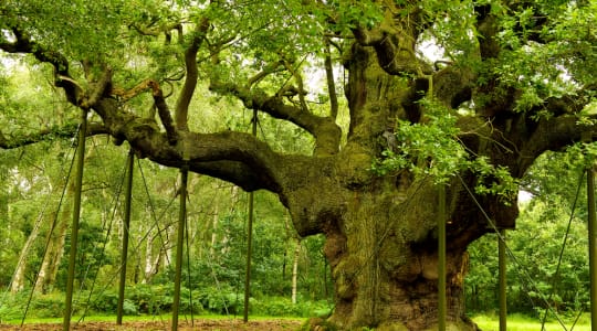 Photo of Major Oak