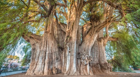 Photo of Arbol del Tule