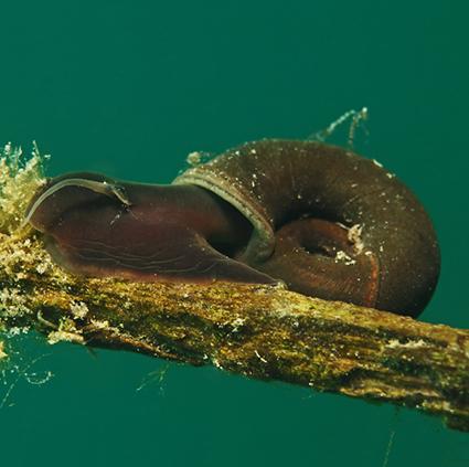 Ramshorn Snail