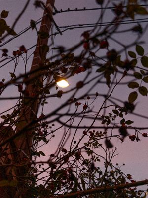 6pm, nature,outside, black,purple,yellow