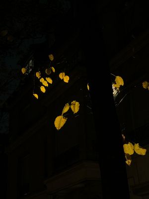 9pm, outside,nature, black,yellow