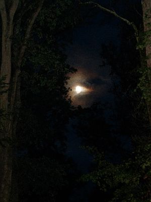 7pm, nature,outside, black,white