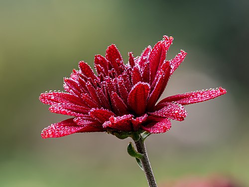 Соцветие хризантемы садовой (Chrysanthemum ?morifolium), покрытое каплями росы