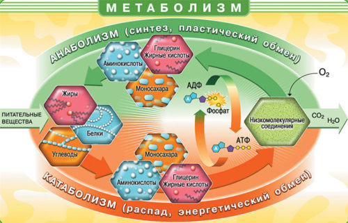 Обмен веществ в организме