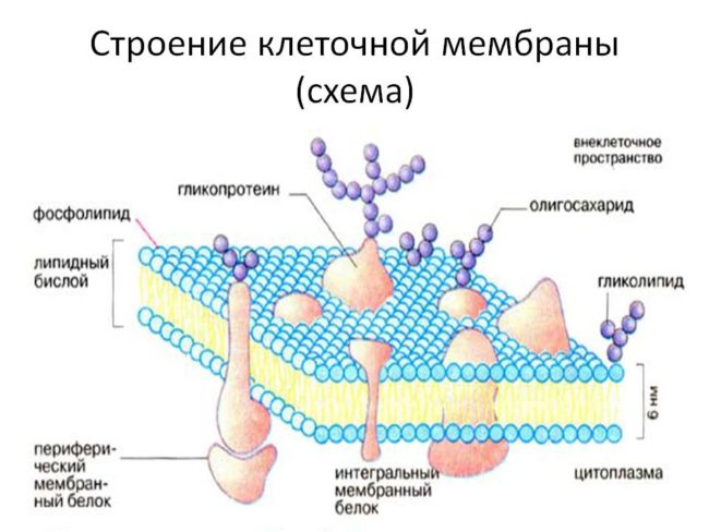 Клеточная мембрана (схема)