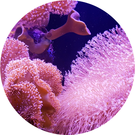 Coral