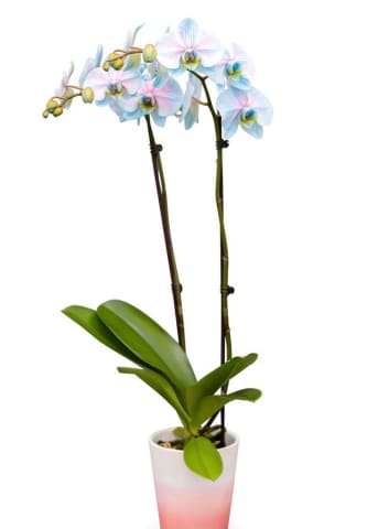 Cotton Candy Orchid with 3.5” Pot