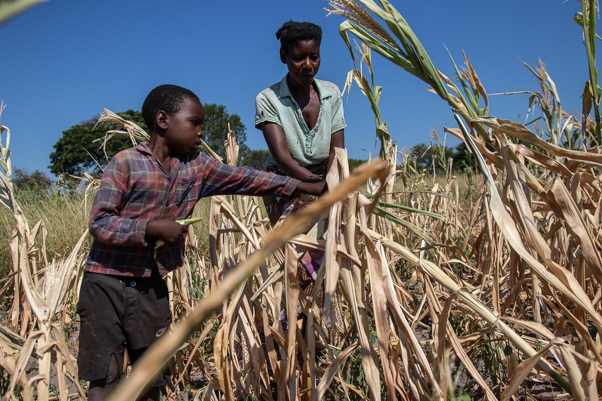 Inonge (38) and her son Lawrence (7) inspect their failed maize crop in drought-hit Zambia