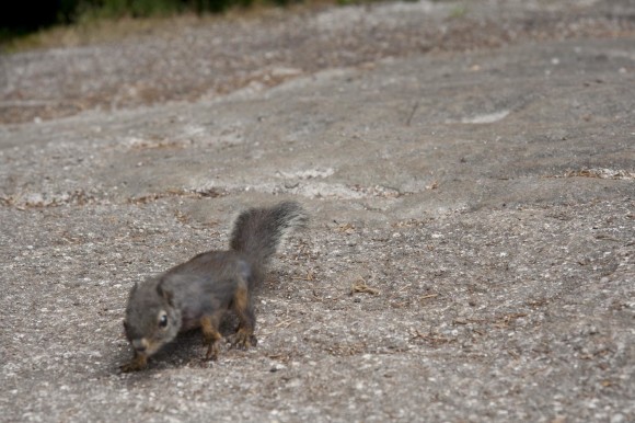 These things were roaming all over at the top of the peak.