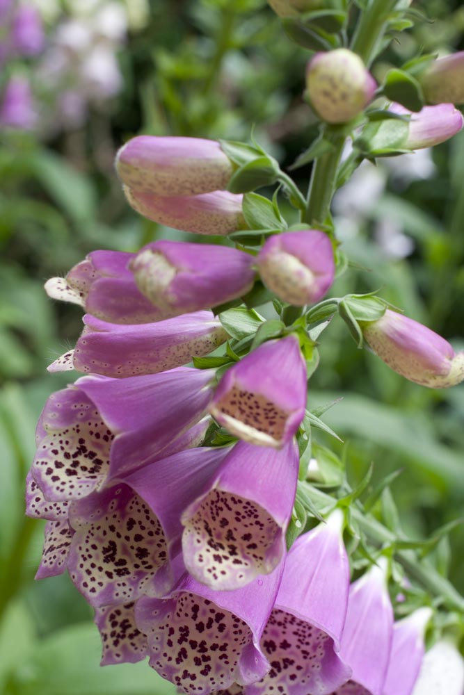 Puuurdy flowers.