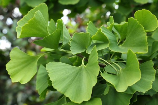 Obat Ngompol Dewasa Di Apotek