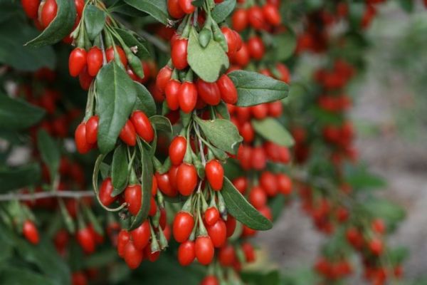 Obat Ngompol Dewasa Di Apotek
