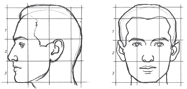 Пропорции головы