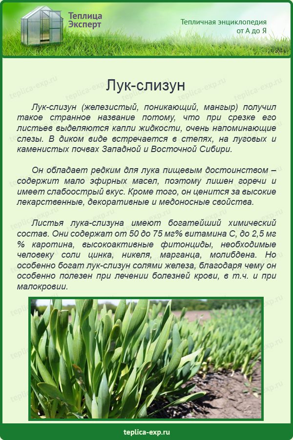 Лук-слизун