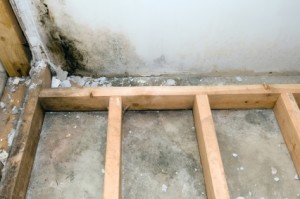 Eco Safe Mold Removal - Moldy framework