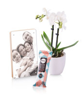 Mini orchid with Magnetic Frame