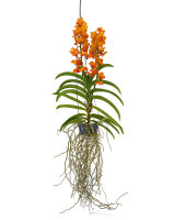 Hanging Orchid Natcha