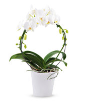 Orchid Mirror