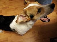 Yawning Dog dog breed dog dog breed group dog like mammal snout
