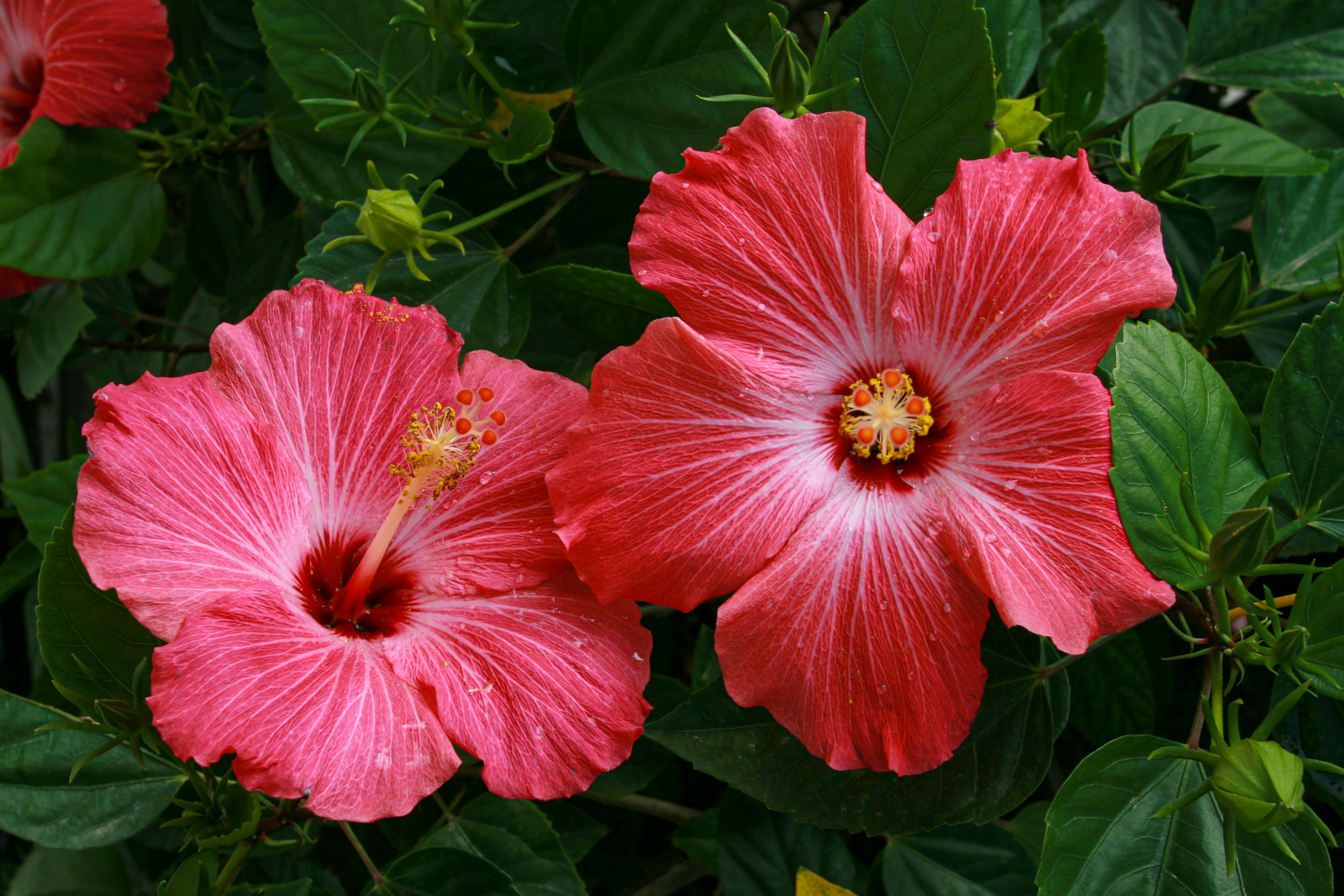 Hibiscus Plant