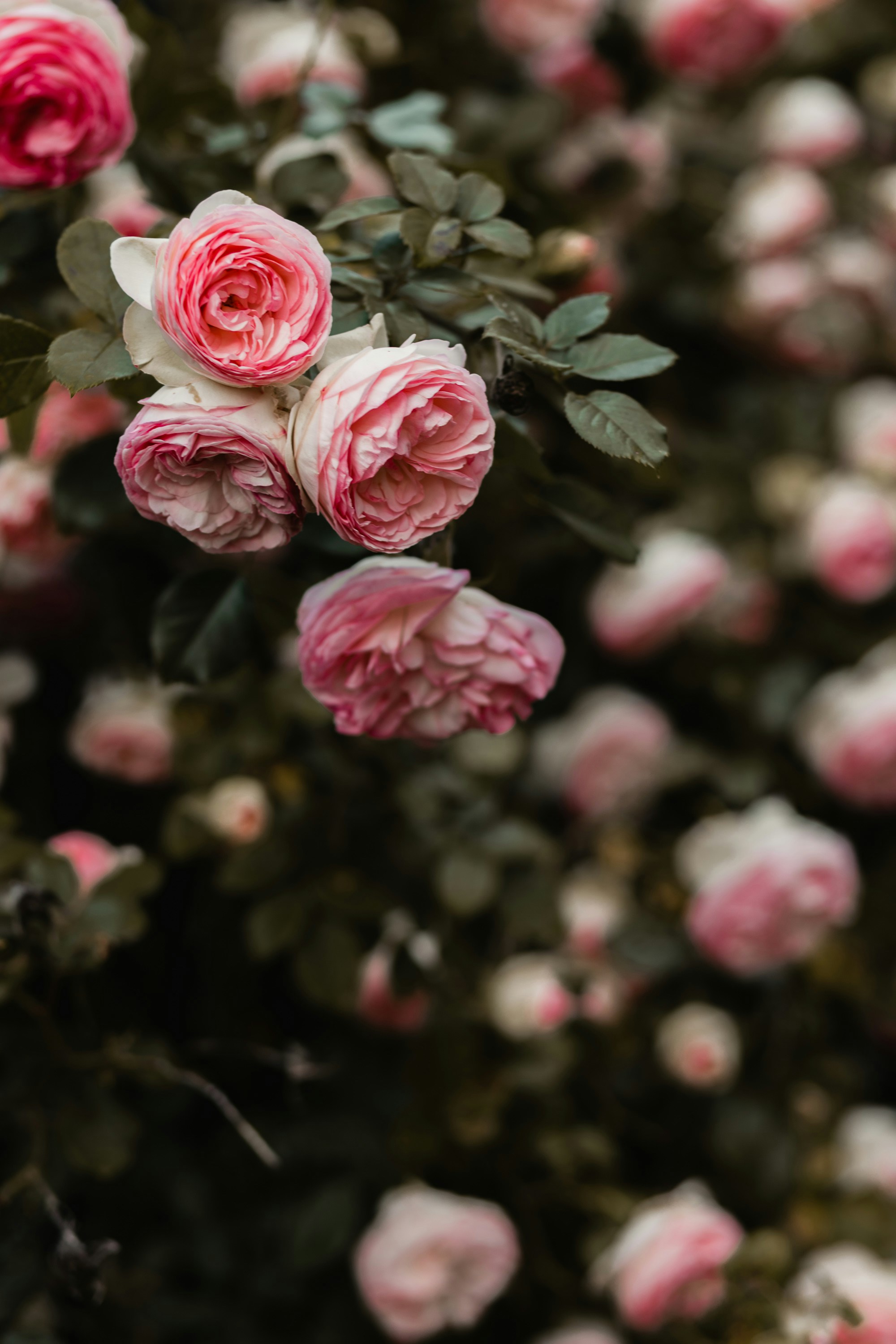 Rose Bush