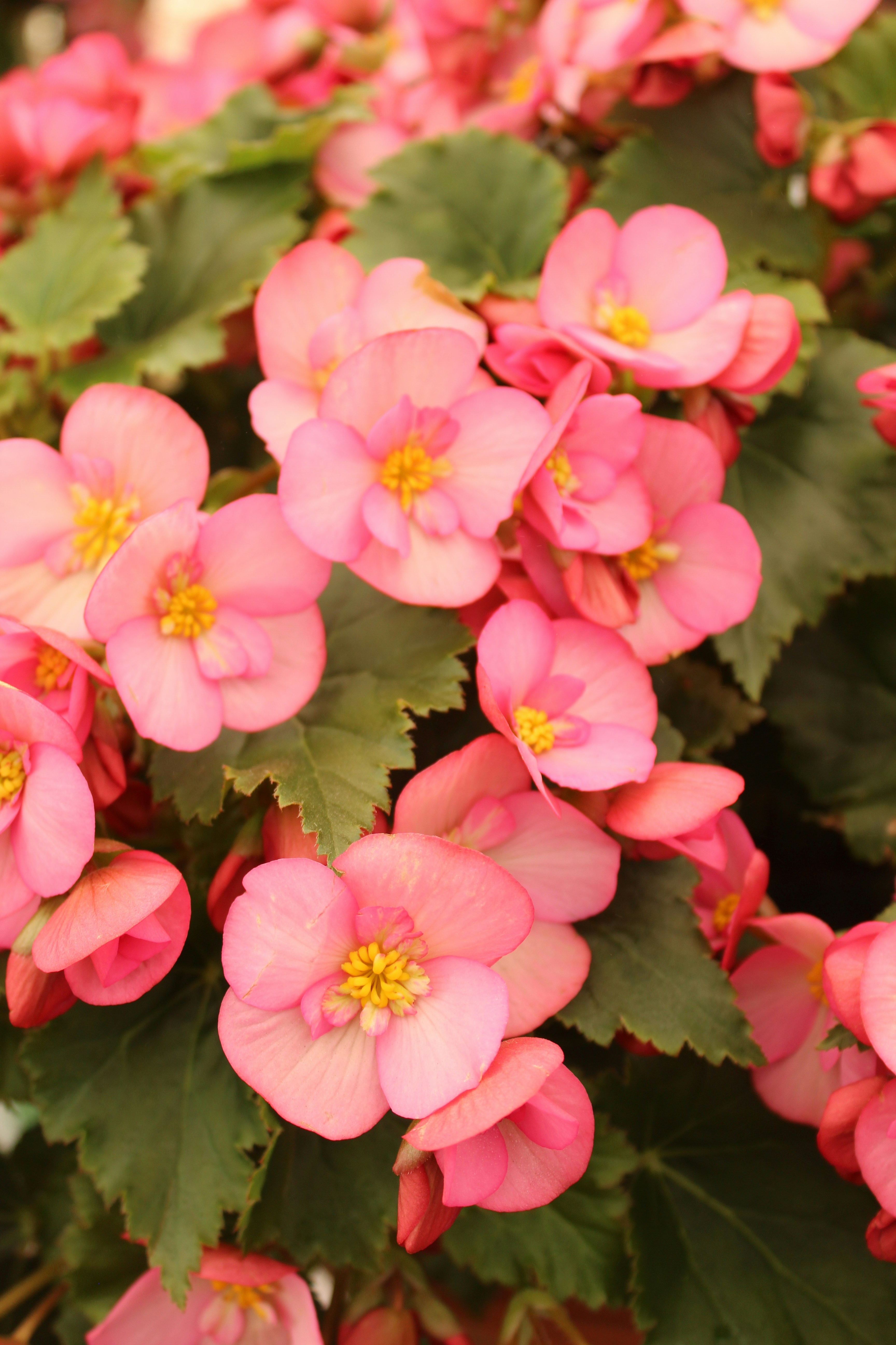 Begonia Plant