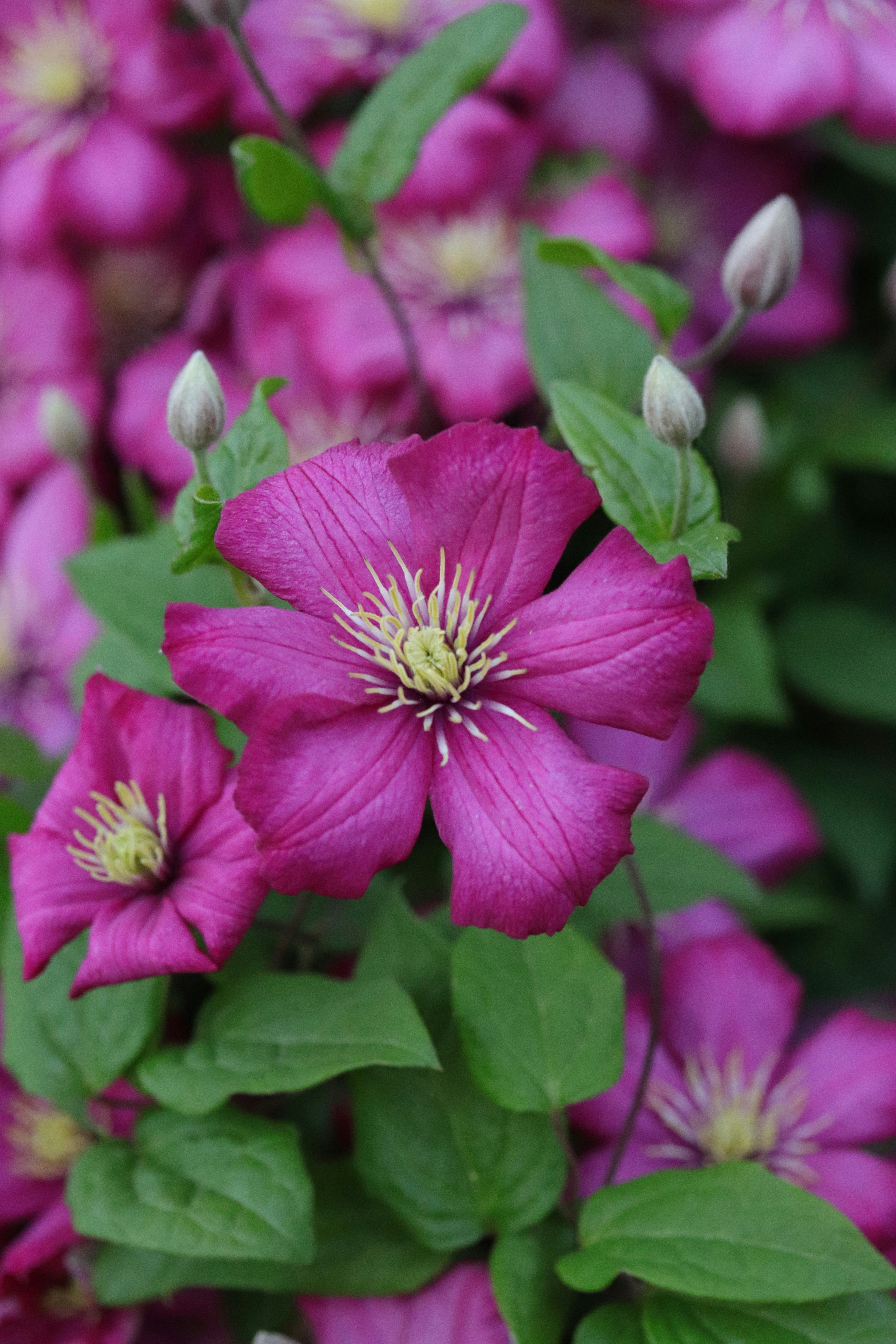 Clematis Vine