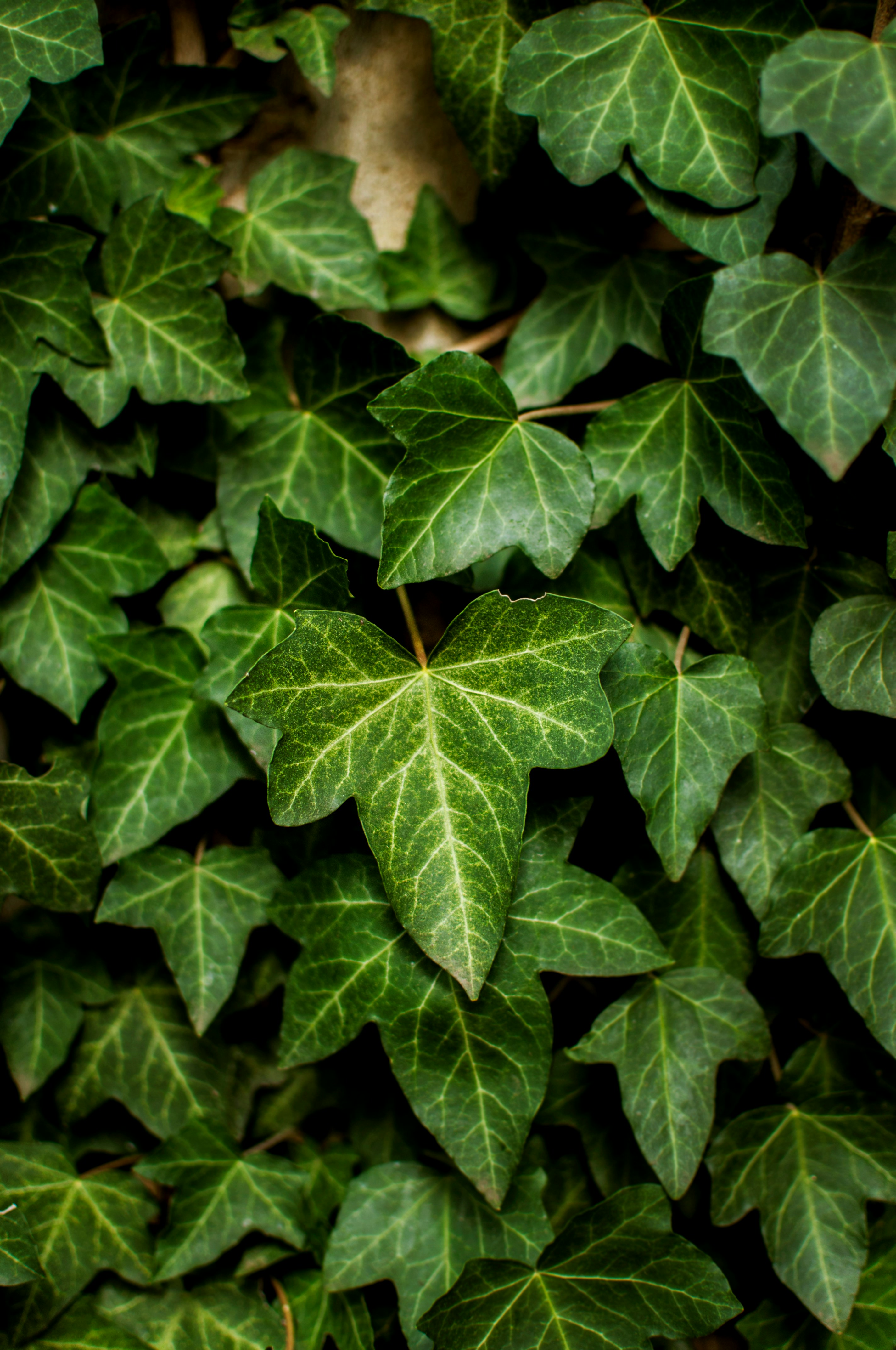 English Ivy
