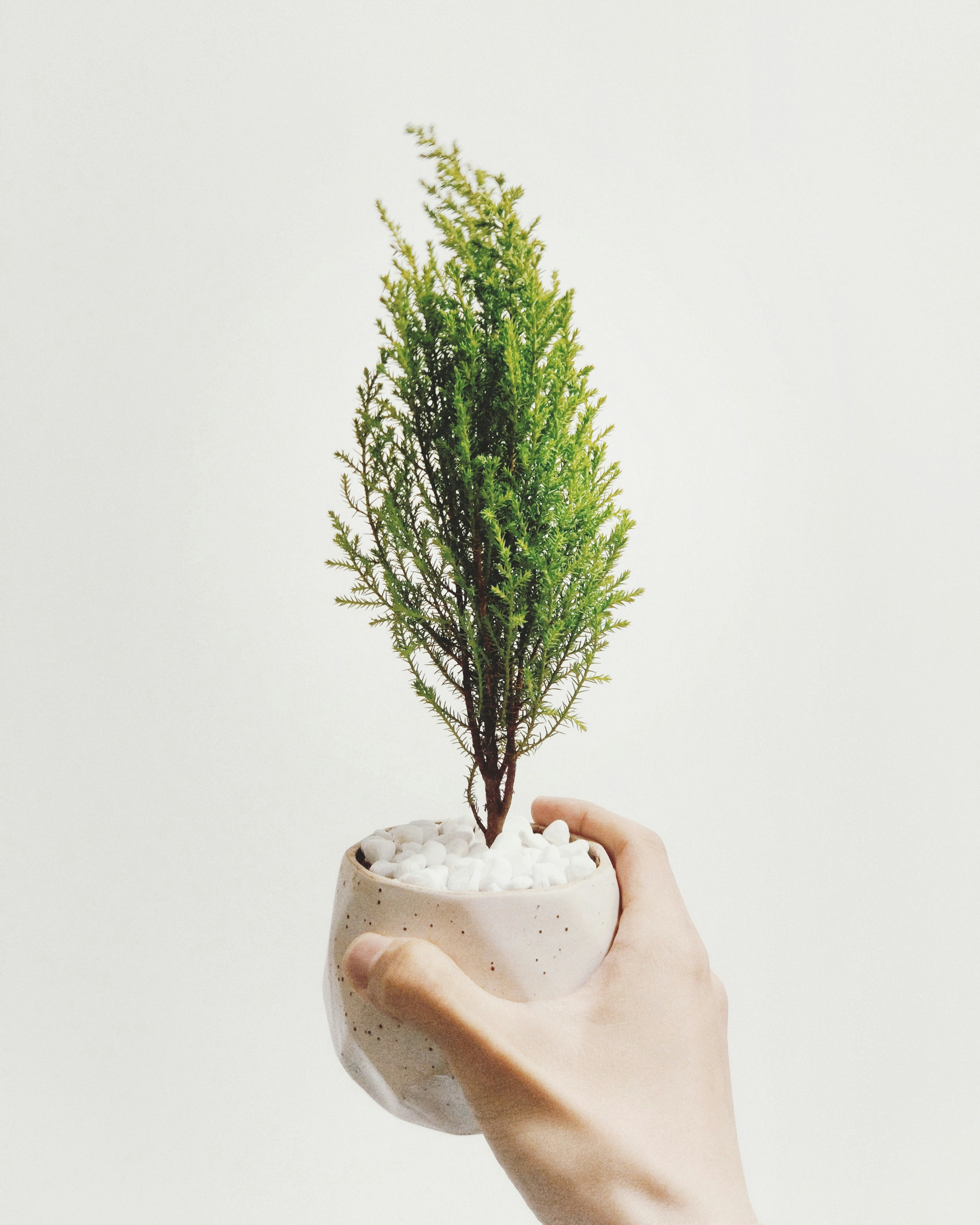 Cypress Tree