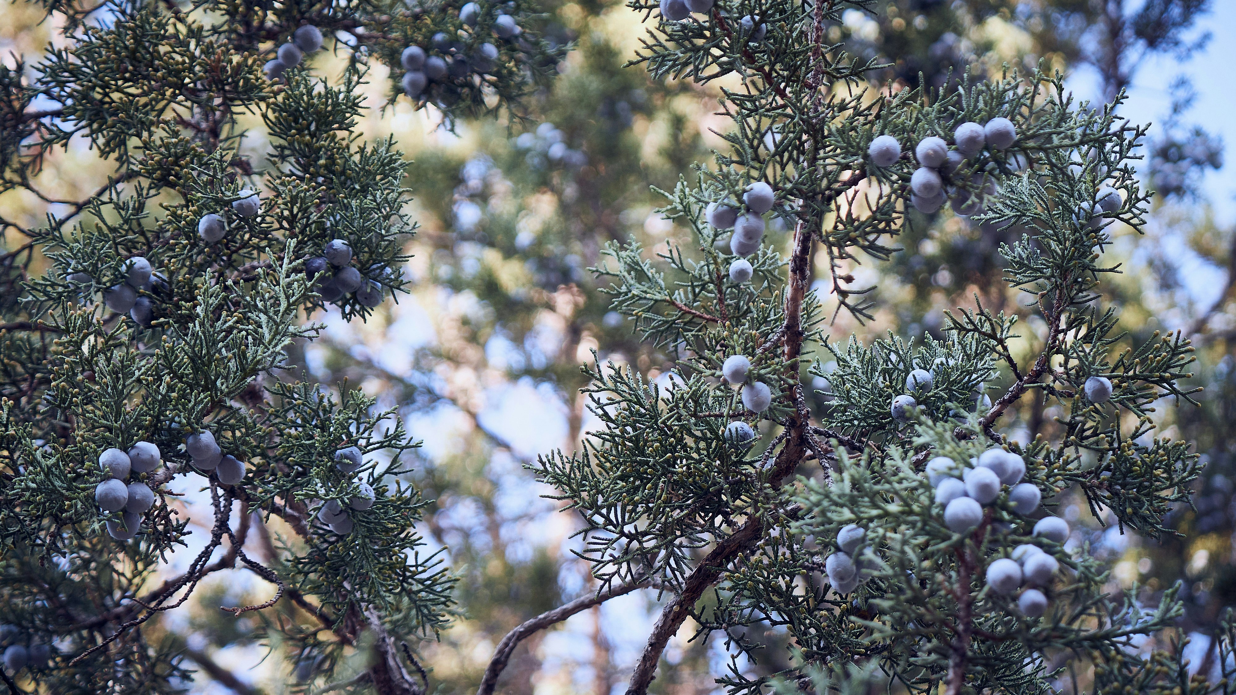 Juniper Shrub