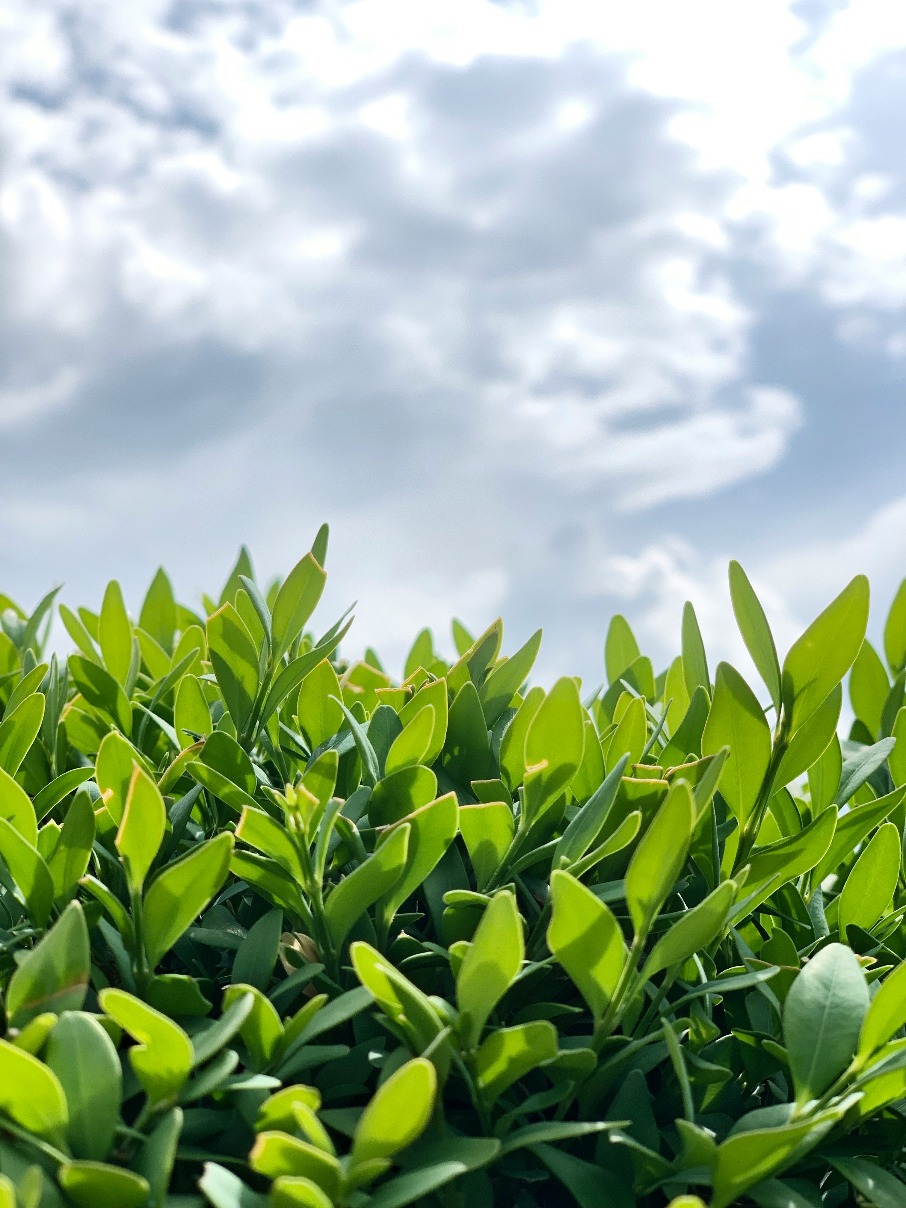 Boxwood Shrub