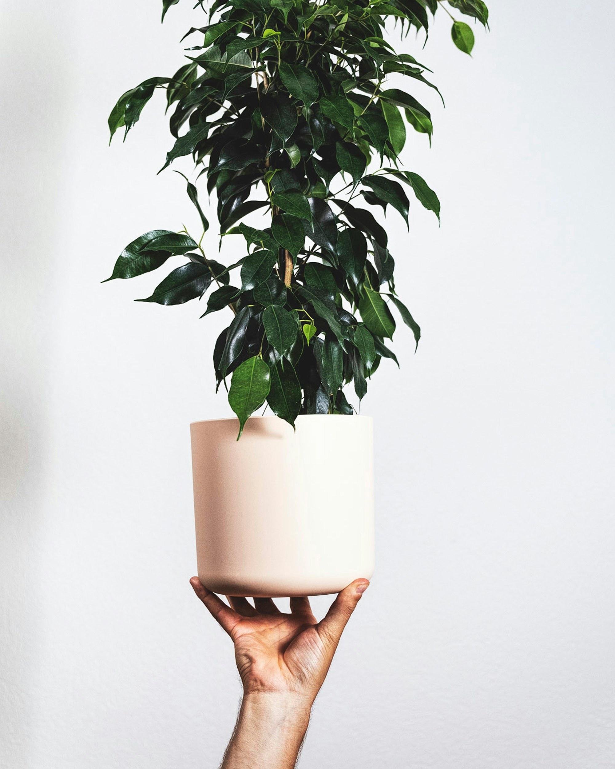Weeping Fig