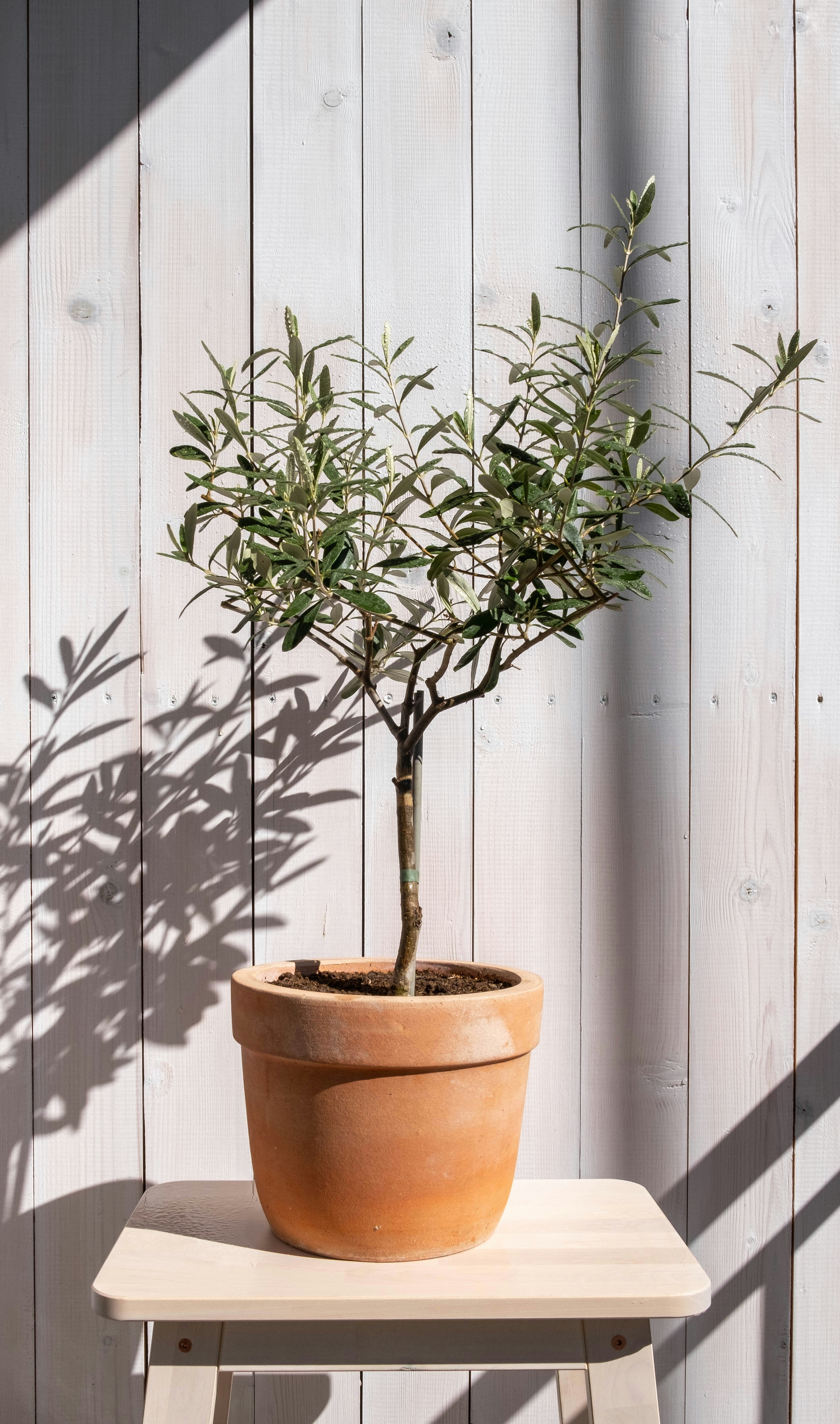 Olive Tree